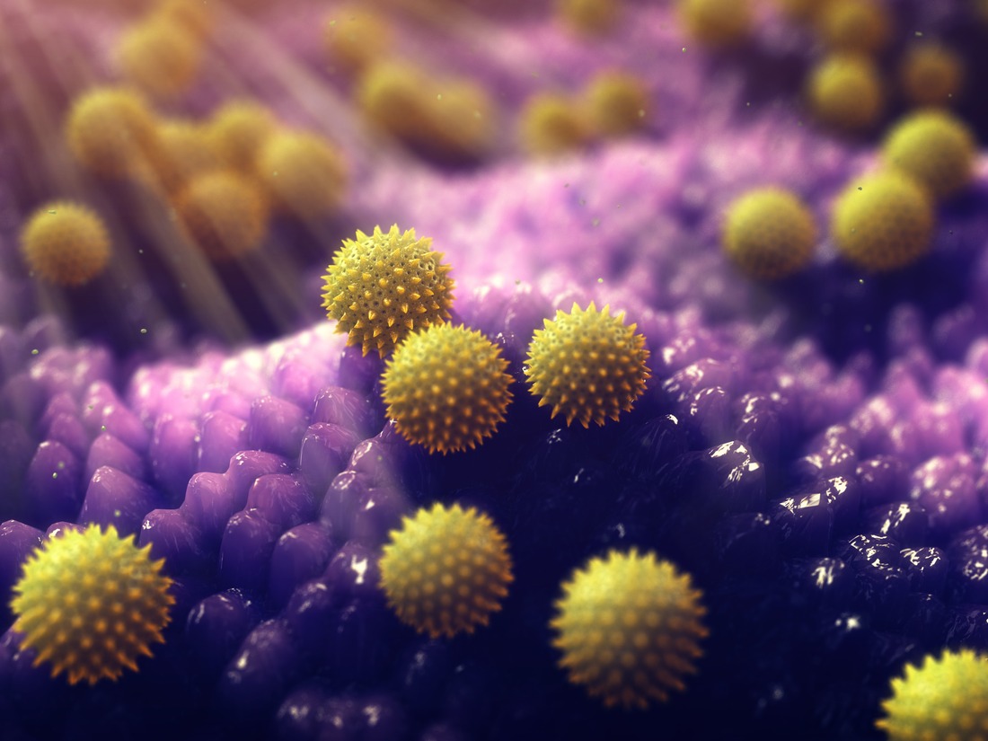 Pollen allergy is also known as hay fever or allergic rhinitis