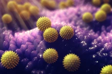 Pollen grains