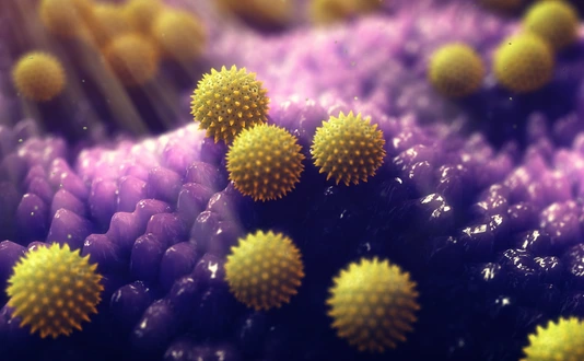 Pollen grains