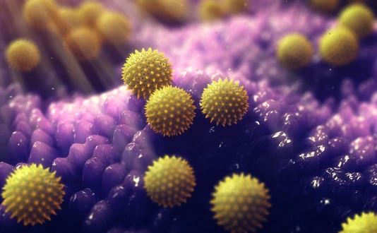 Pollen grains