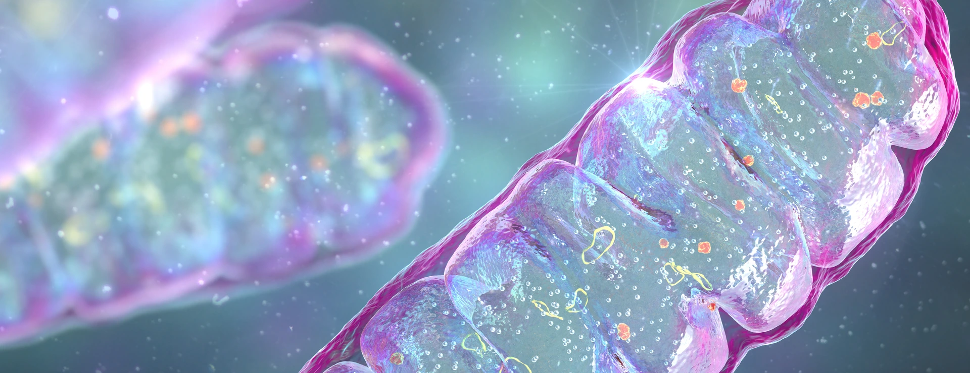 Mitochondria, a membrane-enclosed cellular organelles, which produce energy