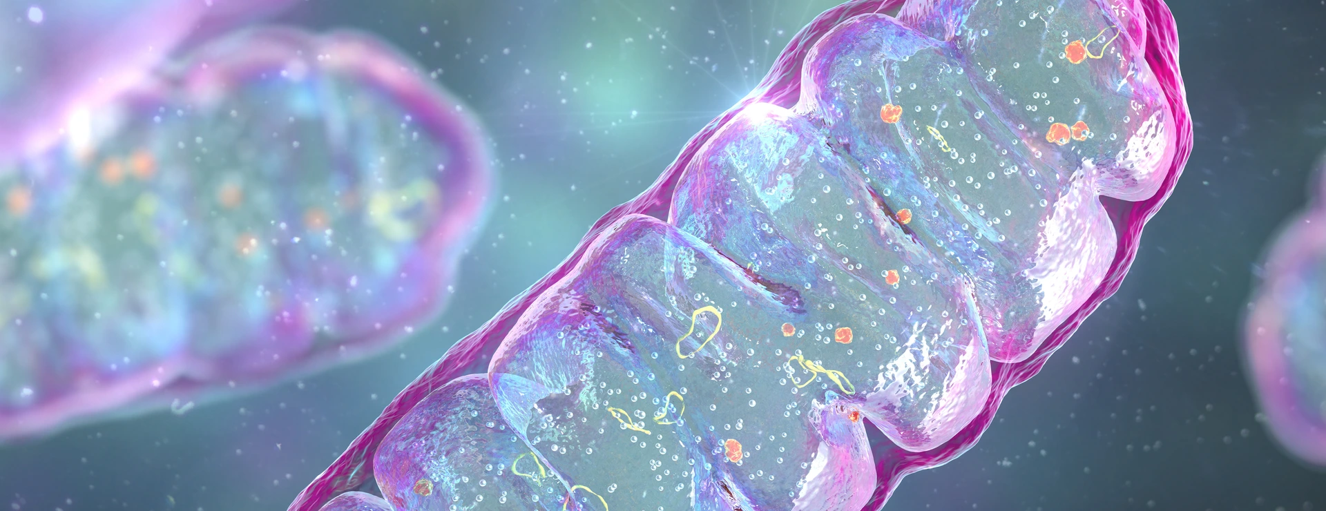 Mitochondria, a membrane-enclosed cellular organelles, which produce energy