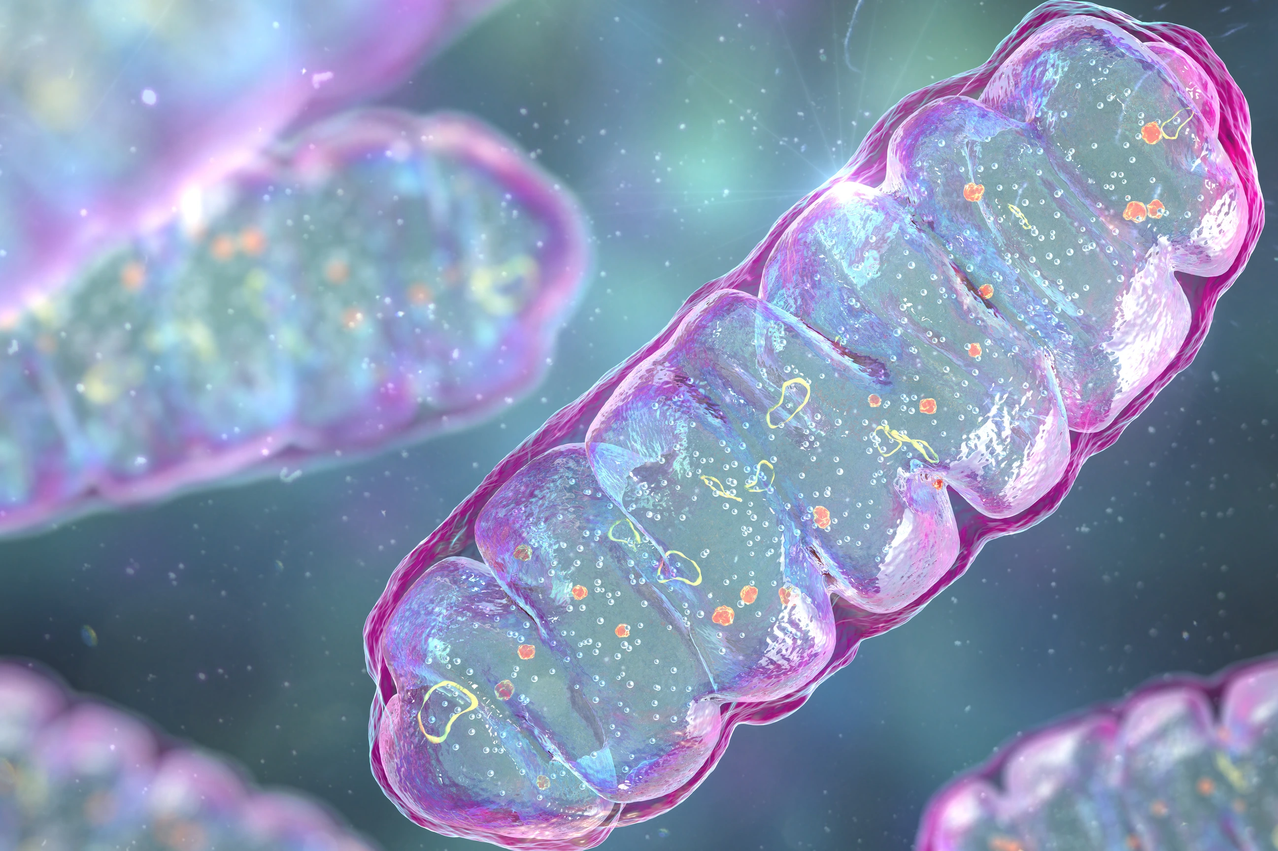 Mitochondria, a membrane-enclosed cellular organelles, which produce energy