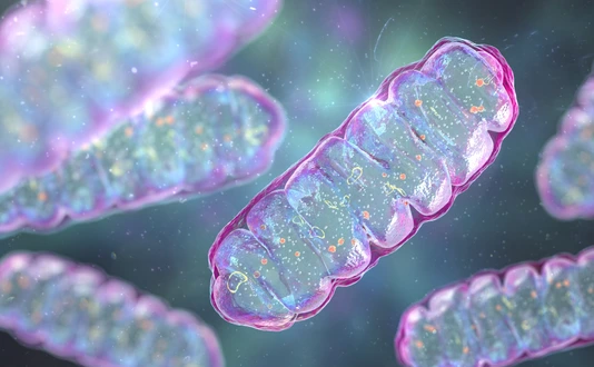 Mitochondria, a membrane-enclosed cellular organelles, which produce energy