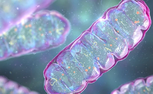Mitochondria, a membrane-enclosed cellular organelles, which produce energy