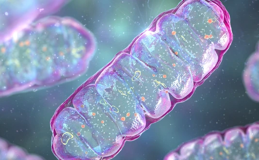 Mitochondria, a membrane-enclosed cellular organelles, which produce energy