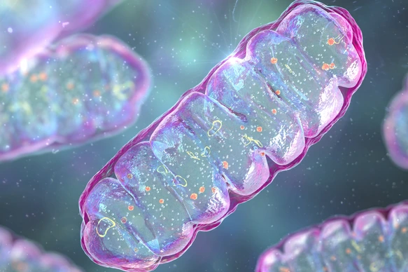 Mitochondria, a membrane-enclosed cellular organelles, which produce energy