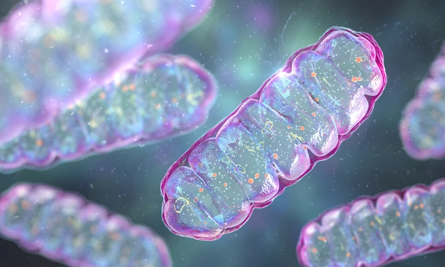 Mitochondria, a membrane-enclosed cellular organelles, which produce energy