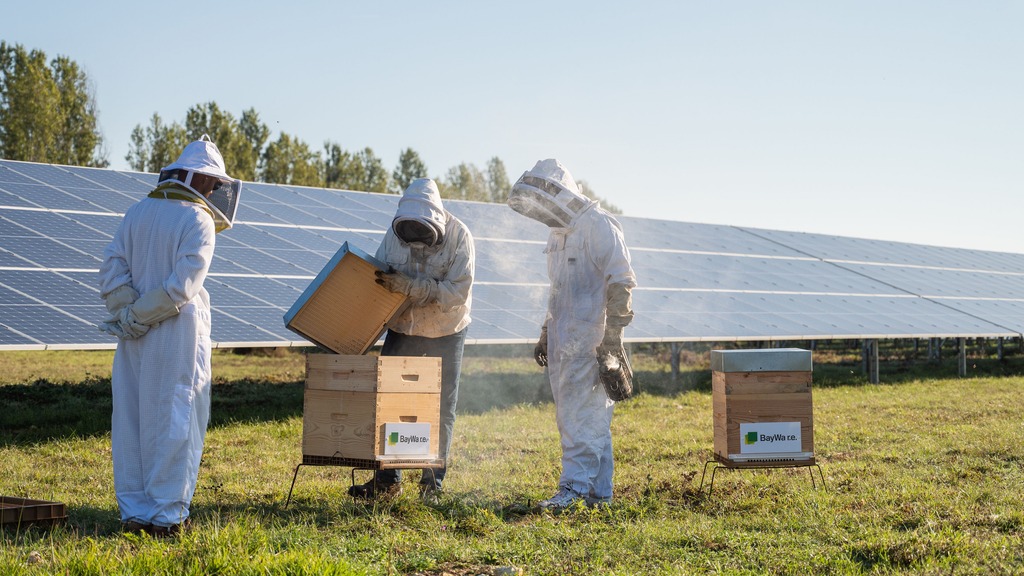 Photos du parc photovoltaïque de Blueberry