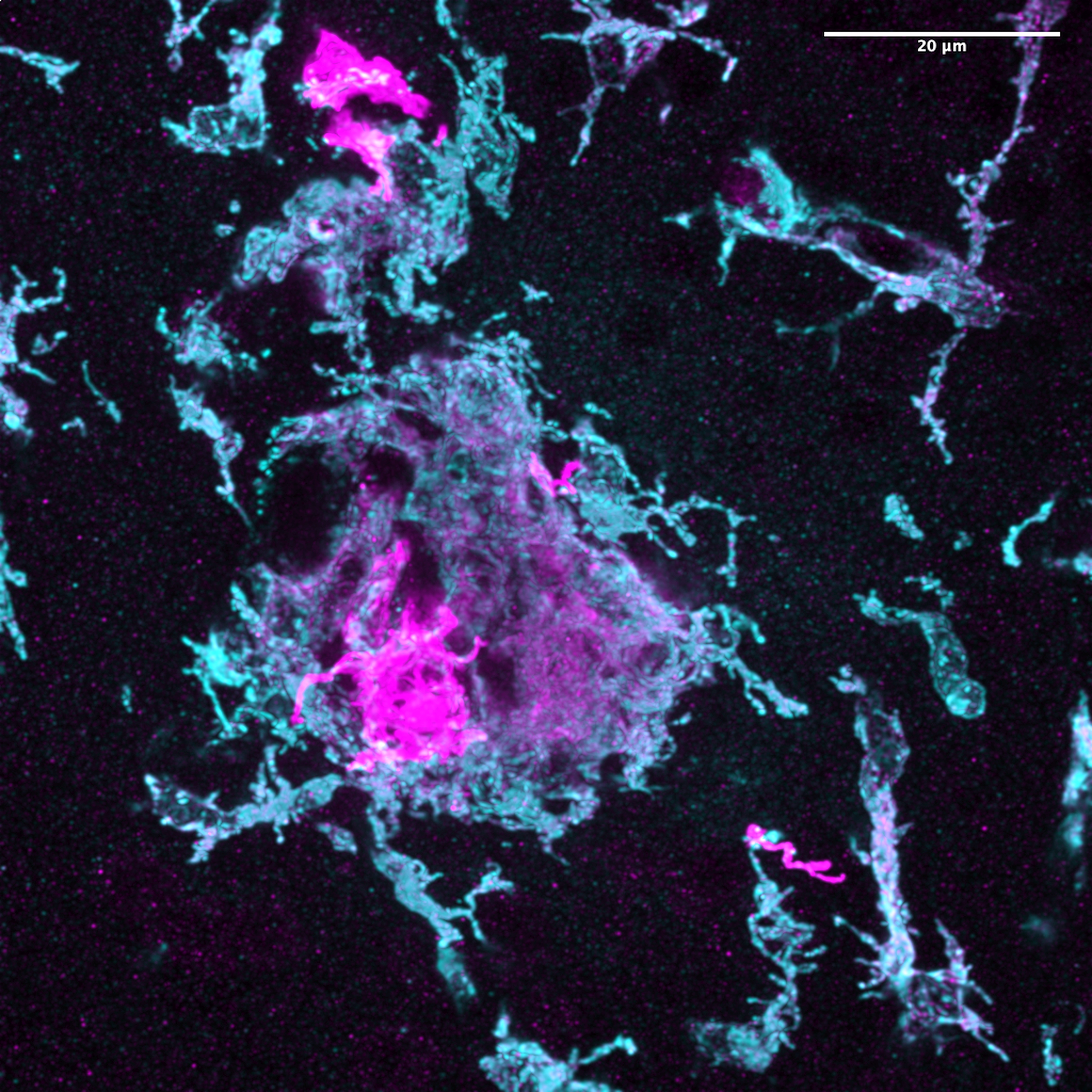 mut_n3d_mpeg_4c4_CNSR_ISF