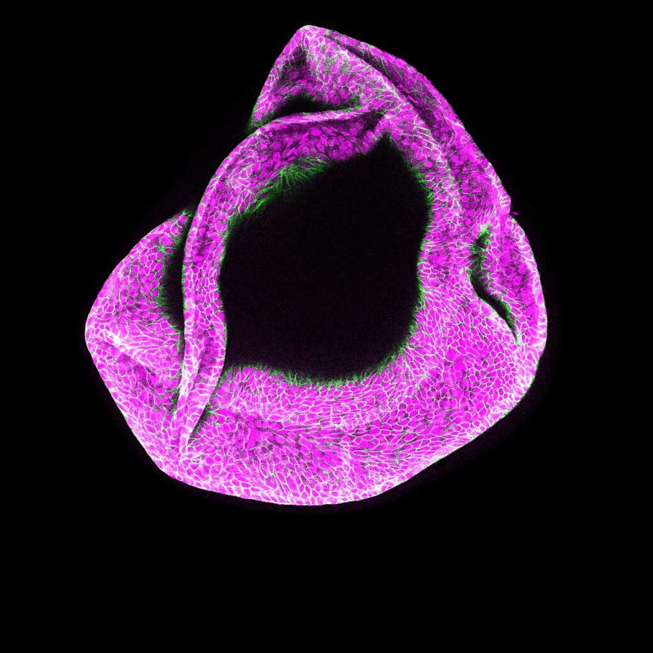 Pig ductal organoids