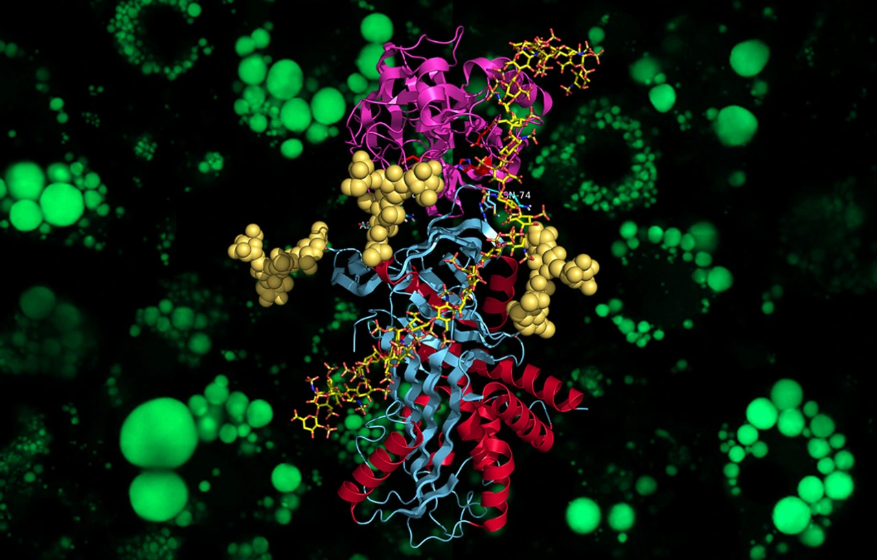 Kristallstruktur von Vaspin
