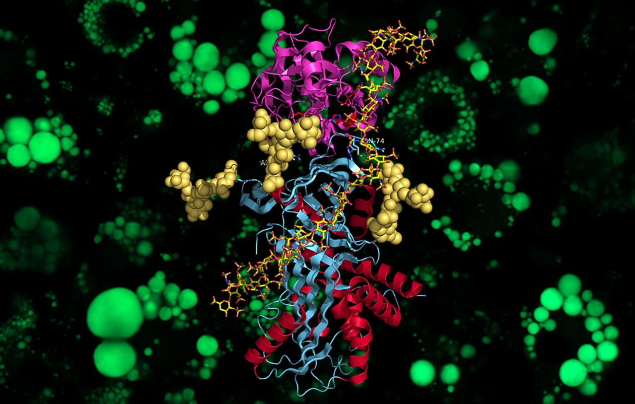 Kristallstruktur von Vaspin