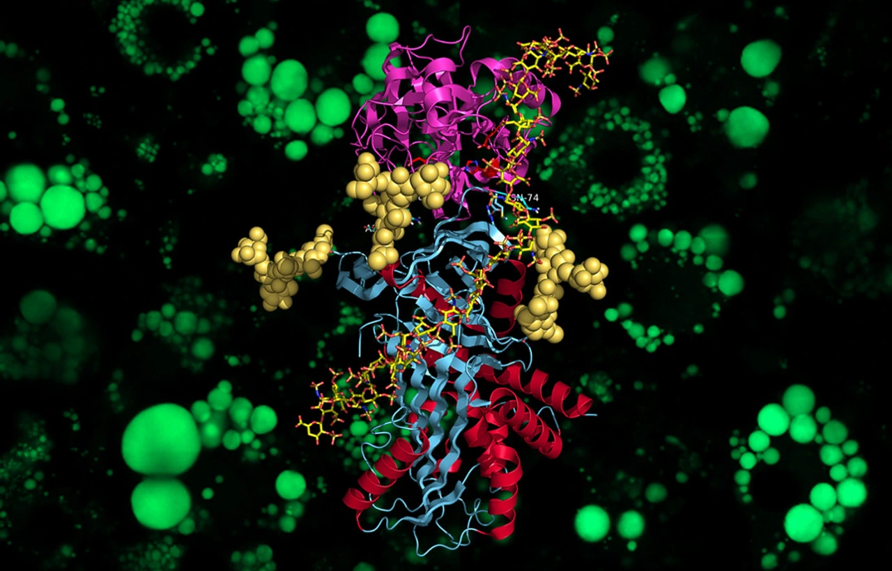 Kristallstruktur von Vaspin