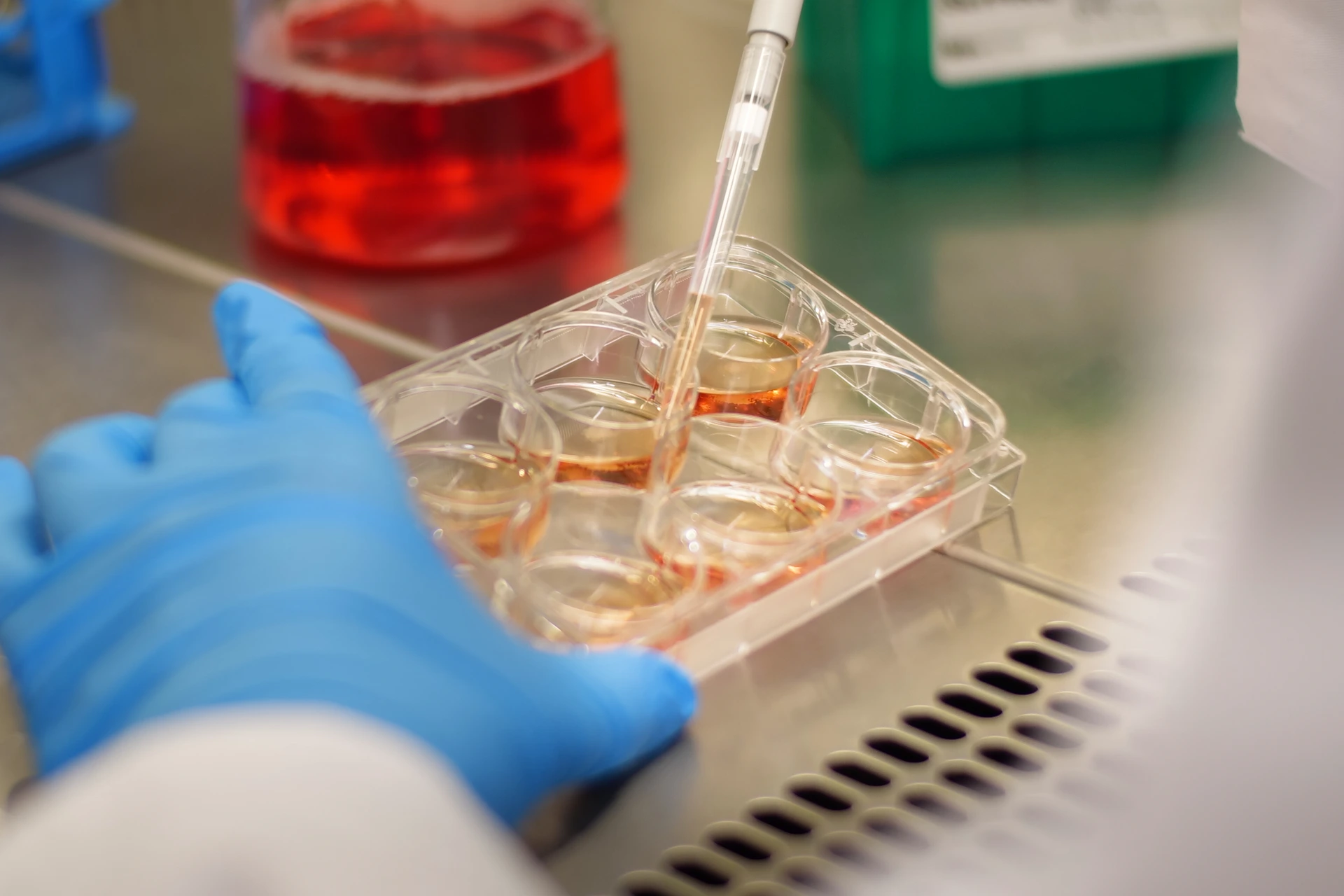 6 well plate - cellcuture with medium