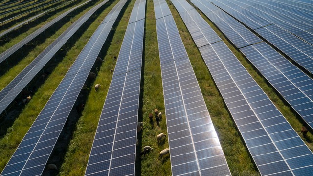 Solar Park with some sheep grazing between the Panels