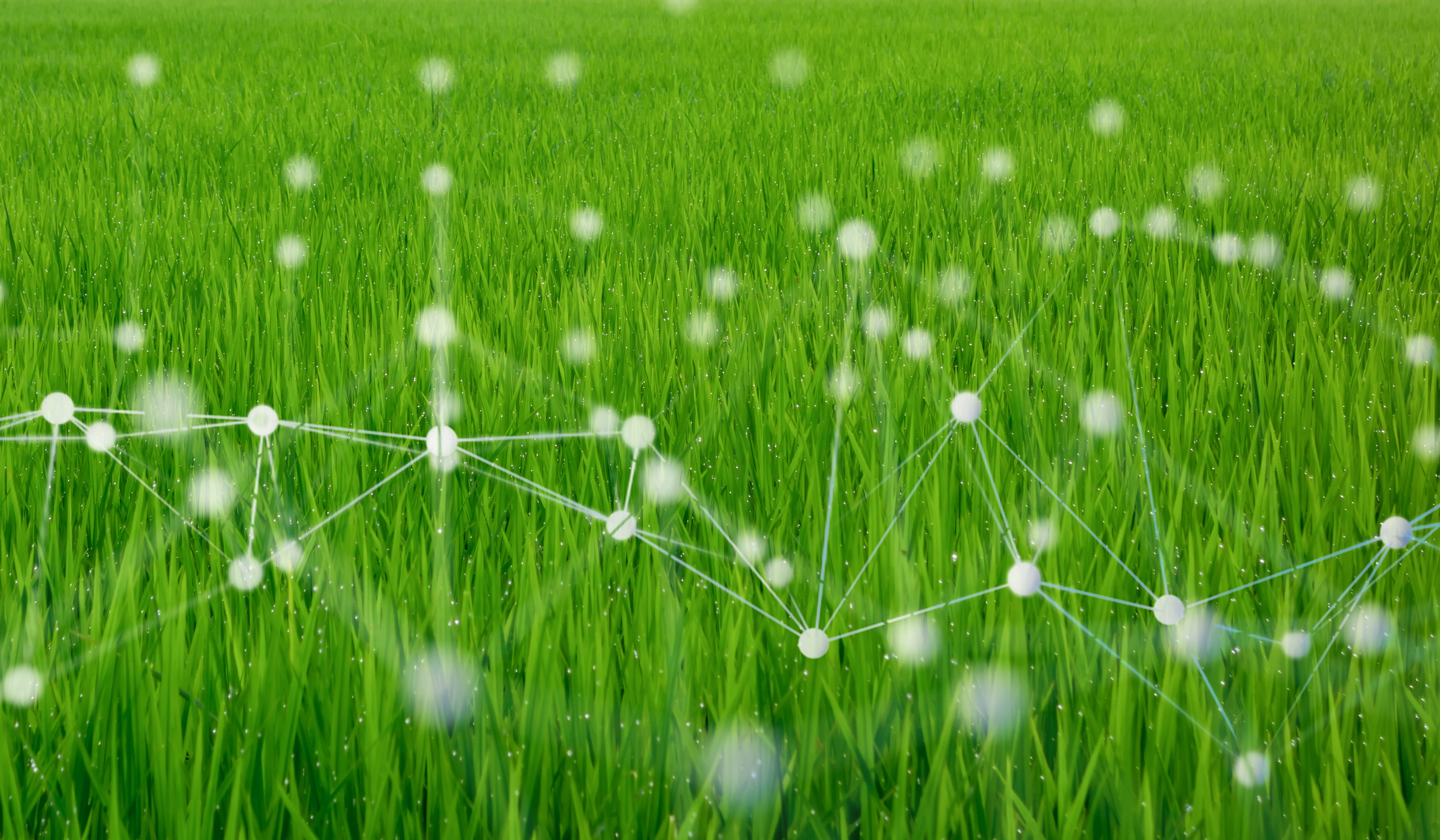smart agriculture concept with machine, deep learning, neural network technology, the artificial intelligence network in smart farm to disrupt