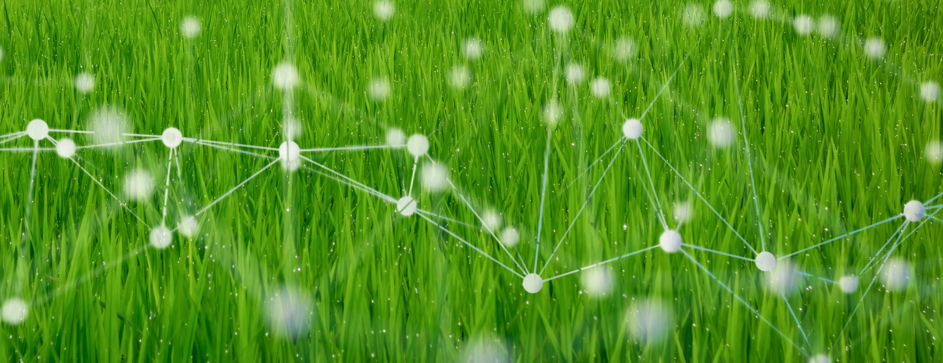 smart agriculture concept with machine, deep learning, neural network technology, the artificial intelligence network in smart farm to disrupt