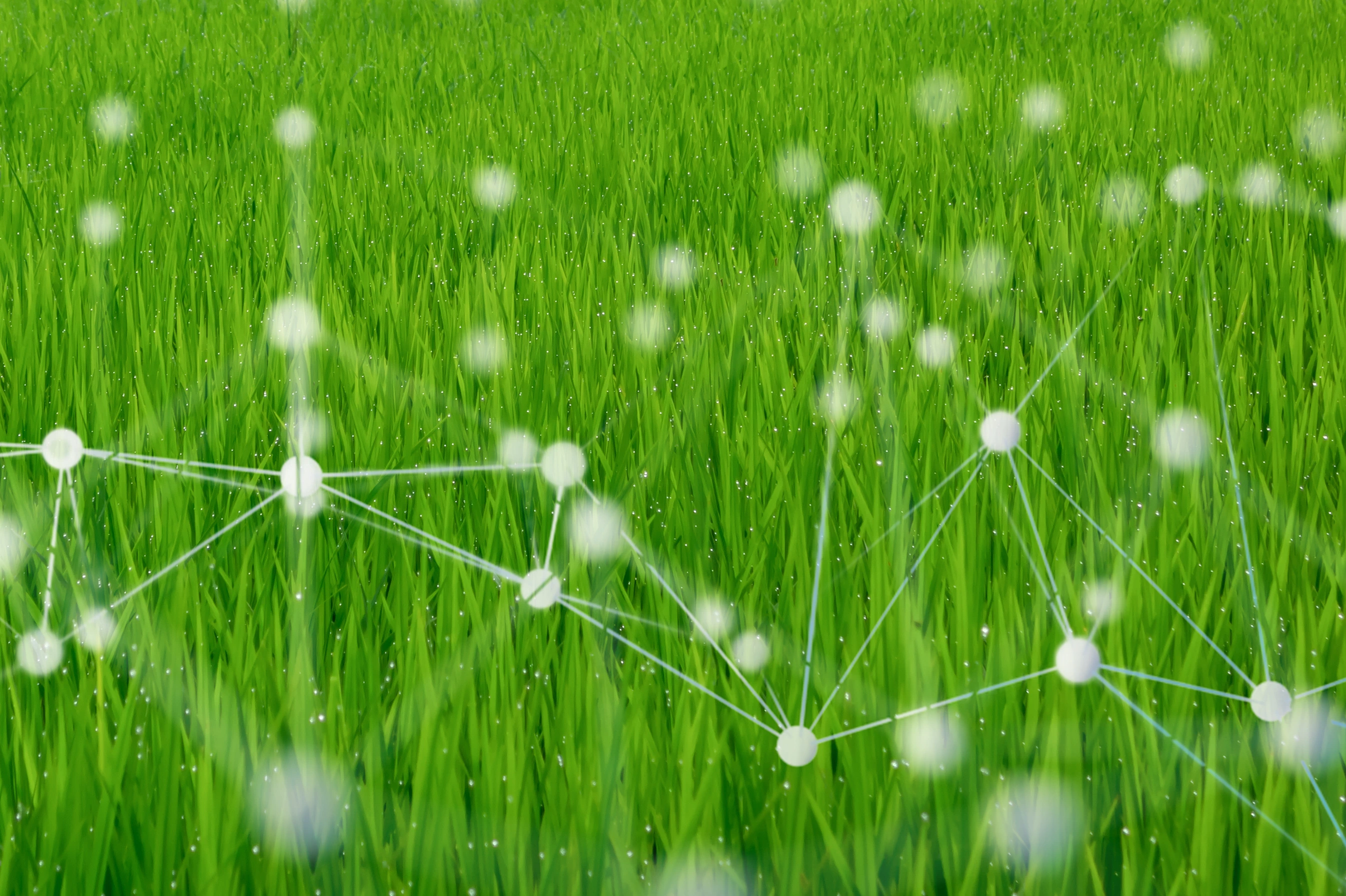 smart agriculture concept with machine, deep learning, neural network technology, the artificial intelligence network in smart farm to disrupt