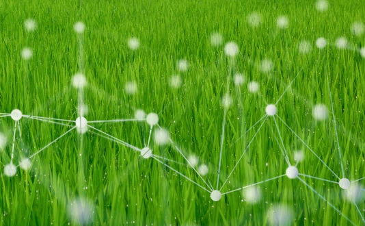 smart agriculture concept with machine, deep learning, neural network technology, the artificial intelligence network in smart farm to disrupt
