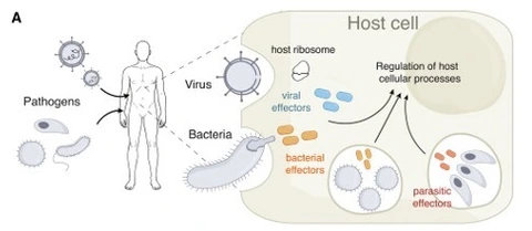 Schematic of host-cell manipulation by pathogen effectors. Diverse pathogens, including viruses, bacteria, and parasites, deploy effector proteins into host cells to hijack cellular processes, thereby promoting pathogen survival and subverting immune responses.