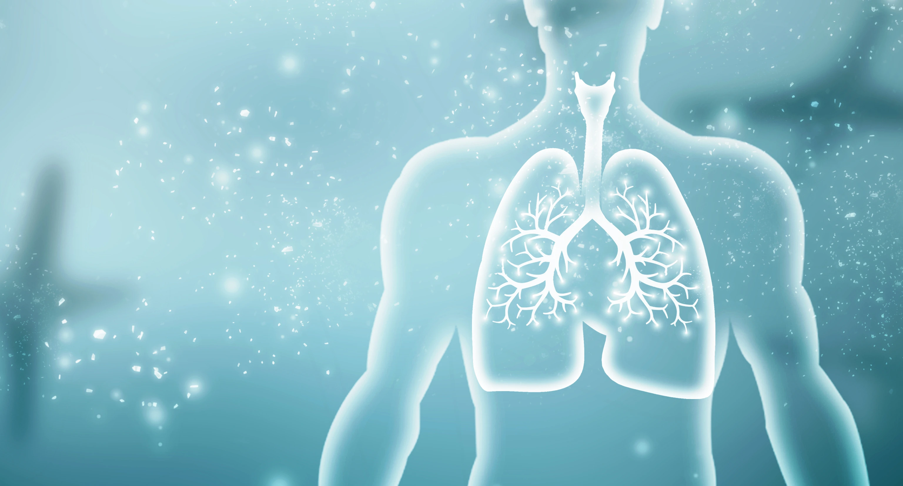 Healthy Human Lungs 2d illustration