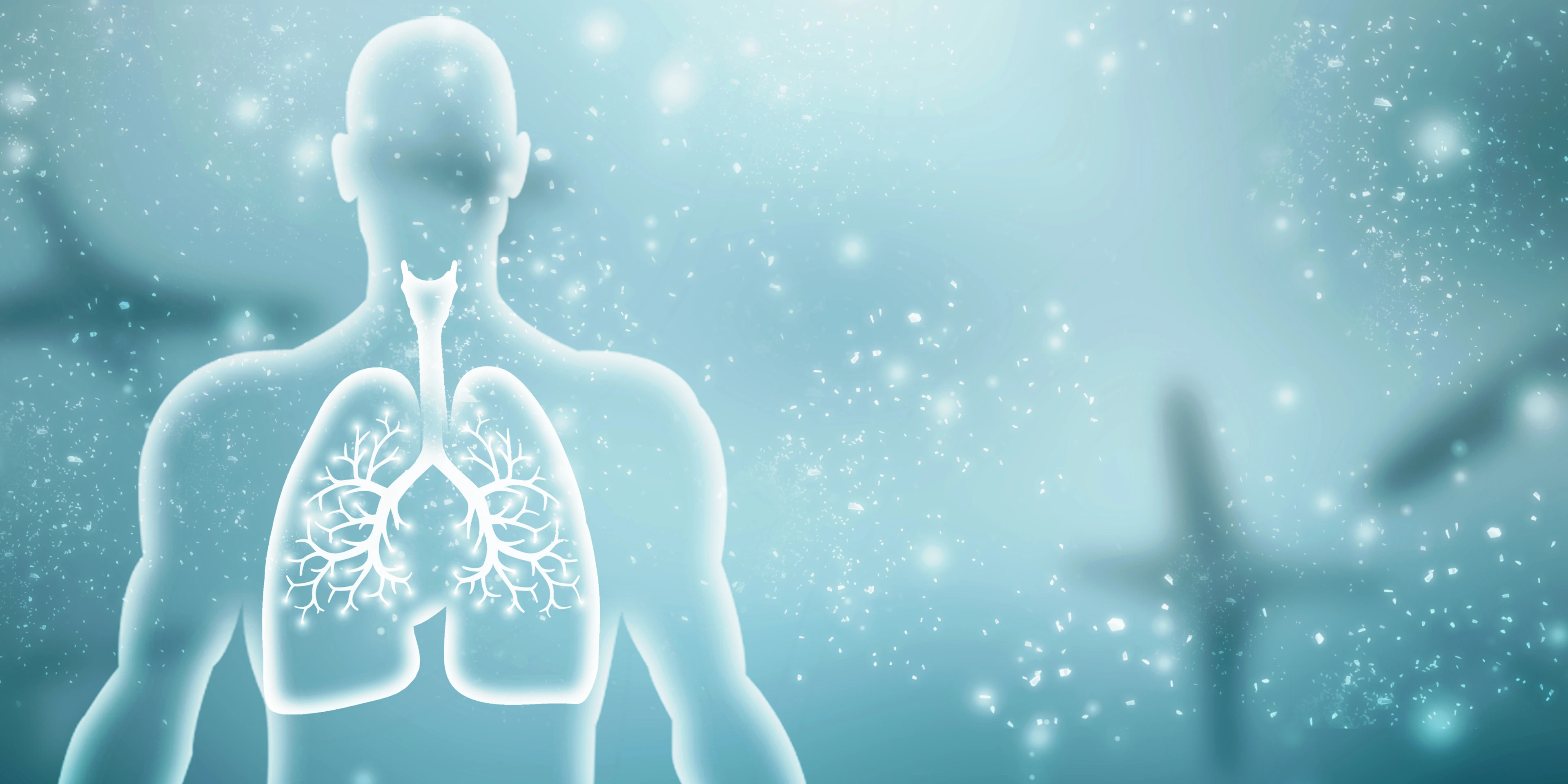 Healthy Human Lungs 2d illustration