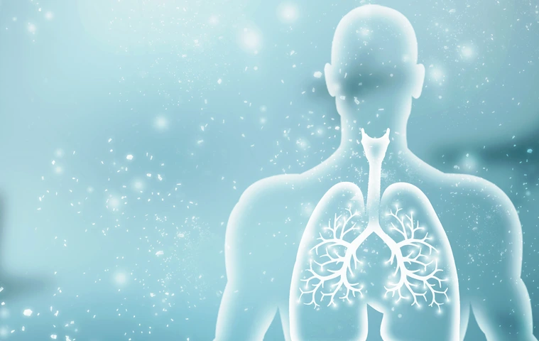 Healthy Human Lungs 2d illustration
