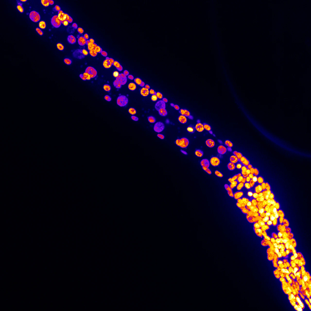 Cabianca_Celegans_Larvae2