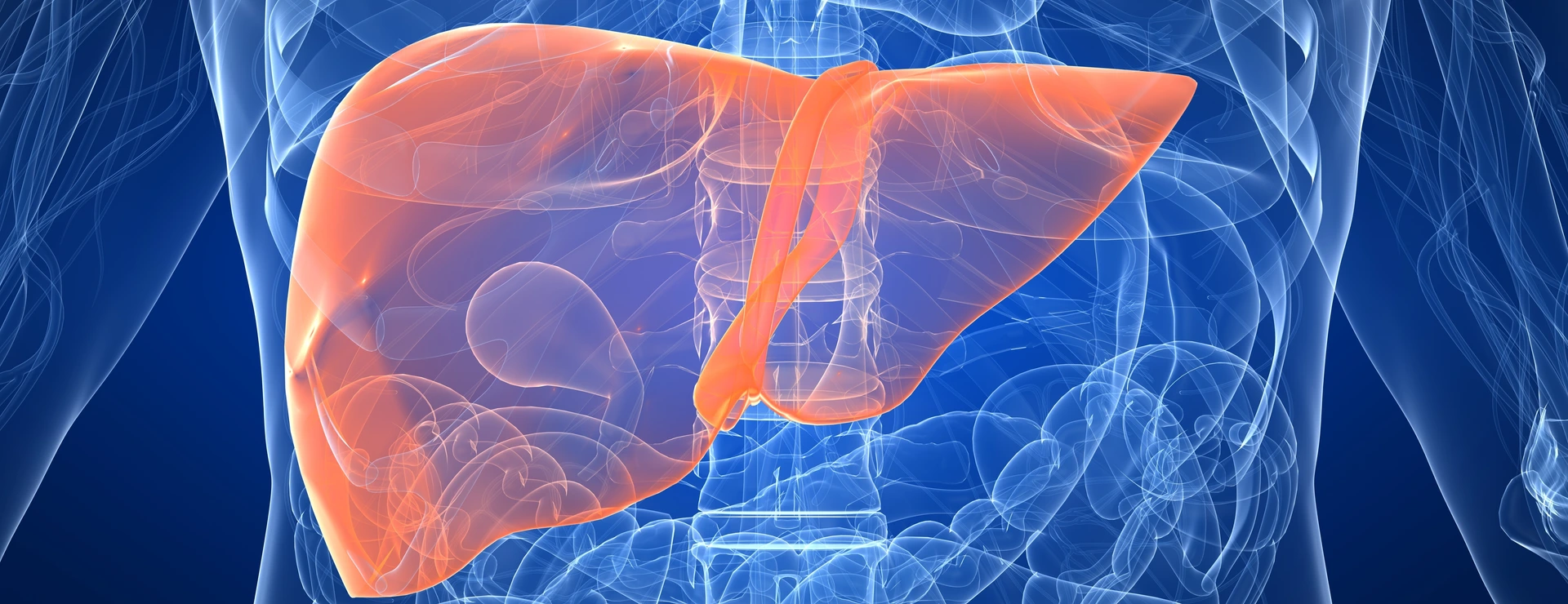 Human liver