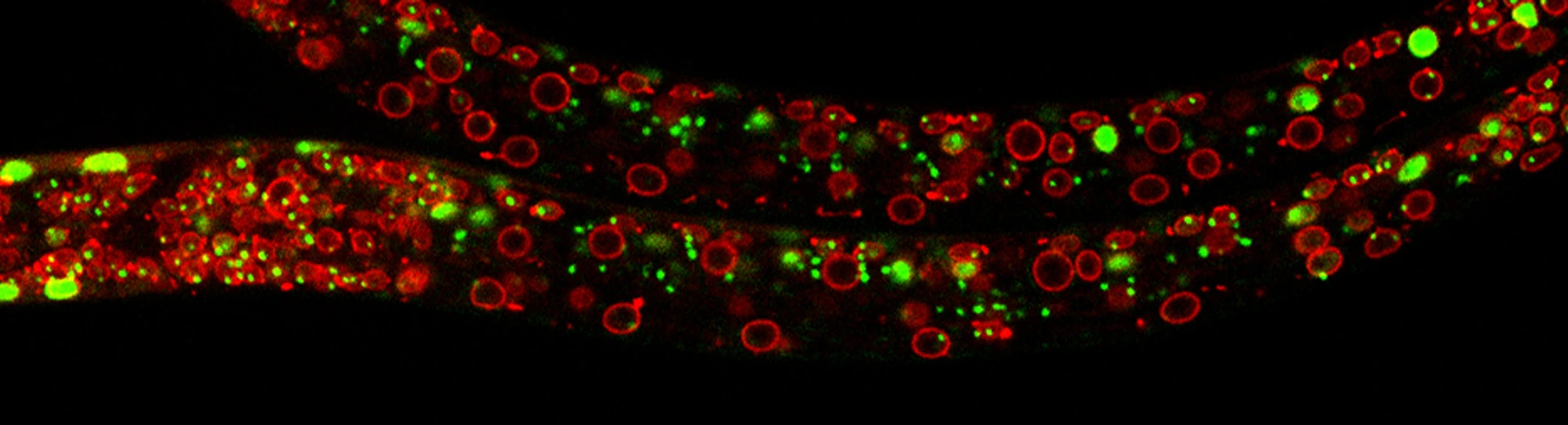 Exploring the dynamics of chromatin structure and function across physiological states