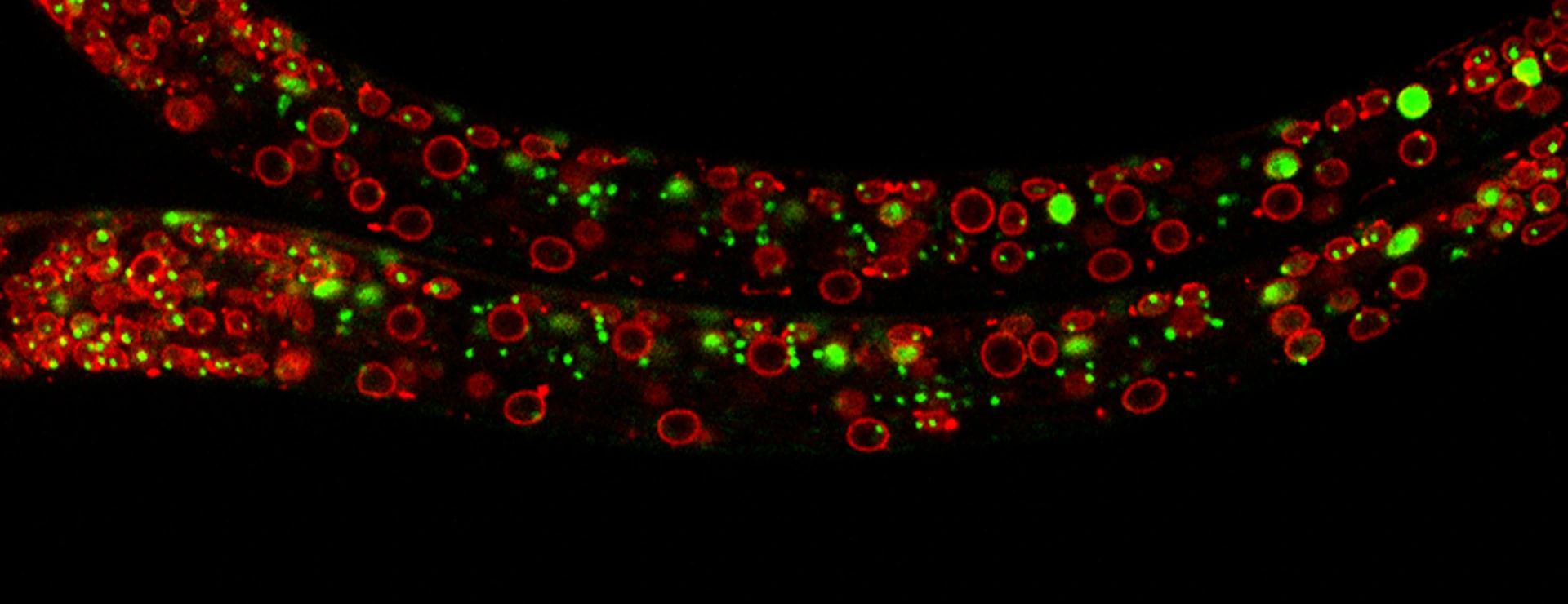 Exploring the dynamics of chromatin structure and function across physiological states