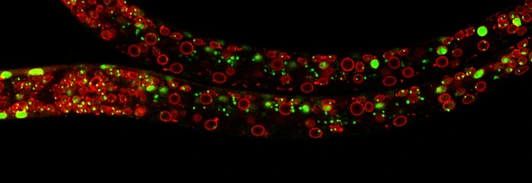 Exploring the dynamics of chromatin structure and function across physiological states