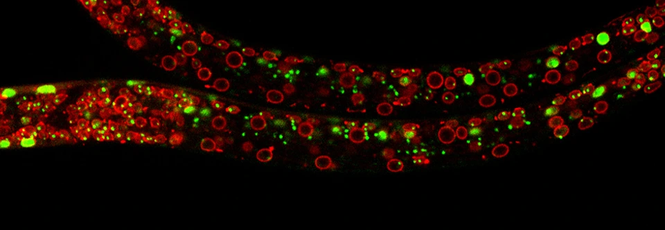 Exploring the dynamics of chromatin structure and function across physiological states