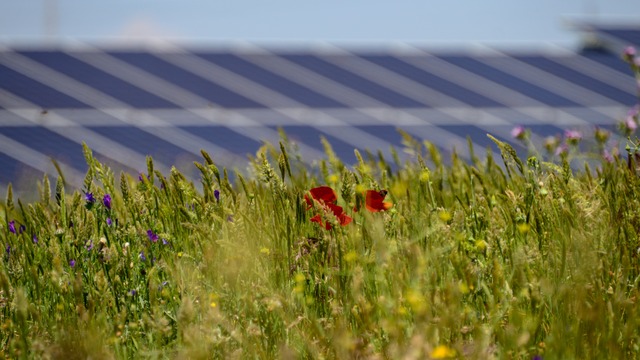 BayWa r.e. secures planning permission for Yanel Solar Farm in Somerset
