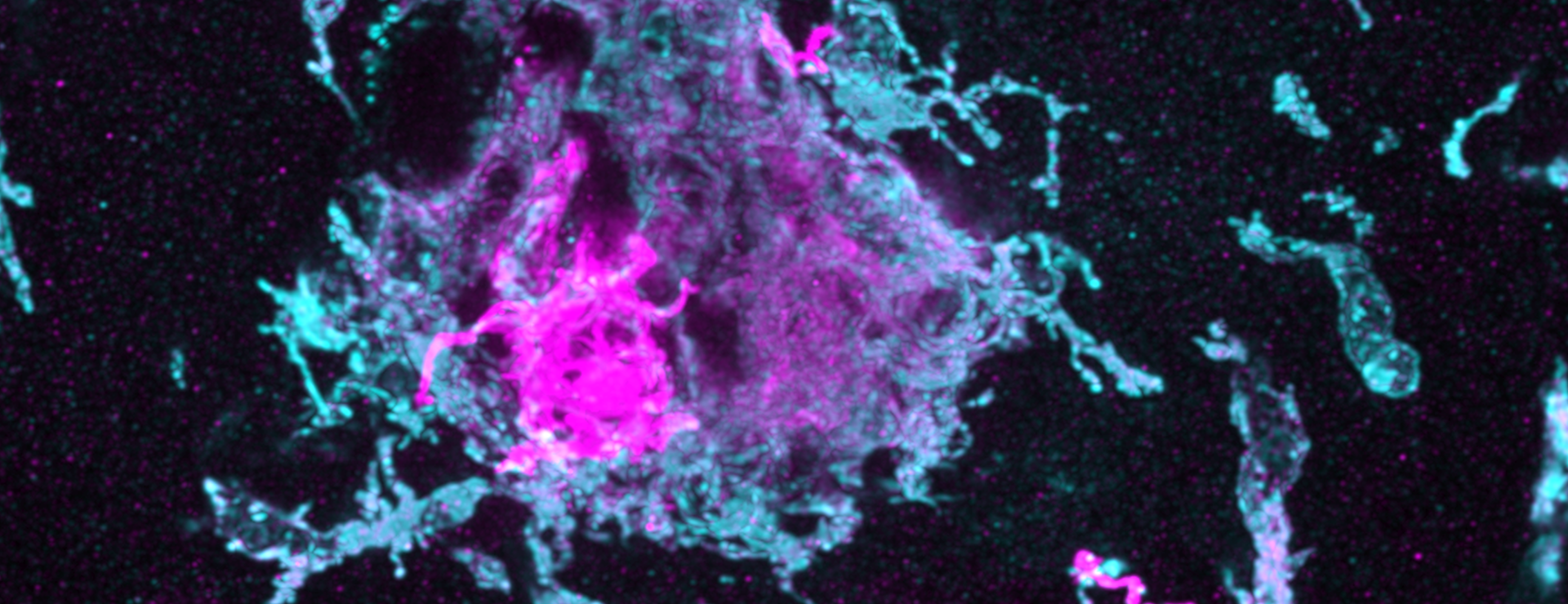 mut_n3d_mpeg_4c4_CNSR_ISF