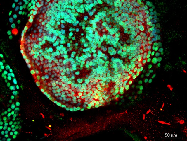 LHI-stoeger_iAT2 II_630x473px