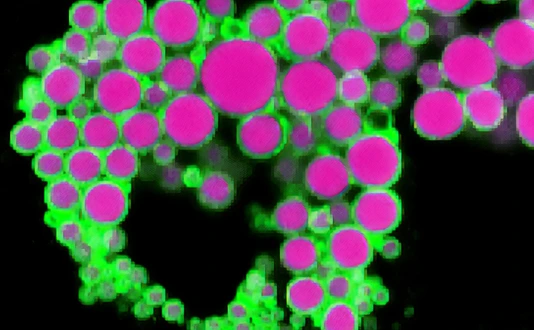 Human adipocyte
