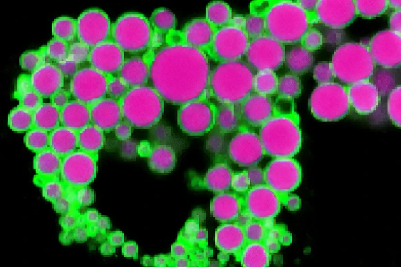 Human adipocyte