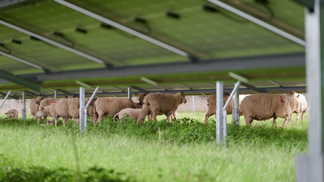 SOLAR : lancement d’un projet de R&D agrivoltaïque