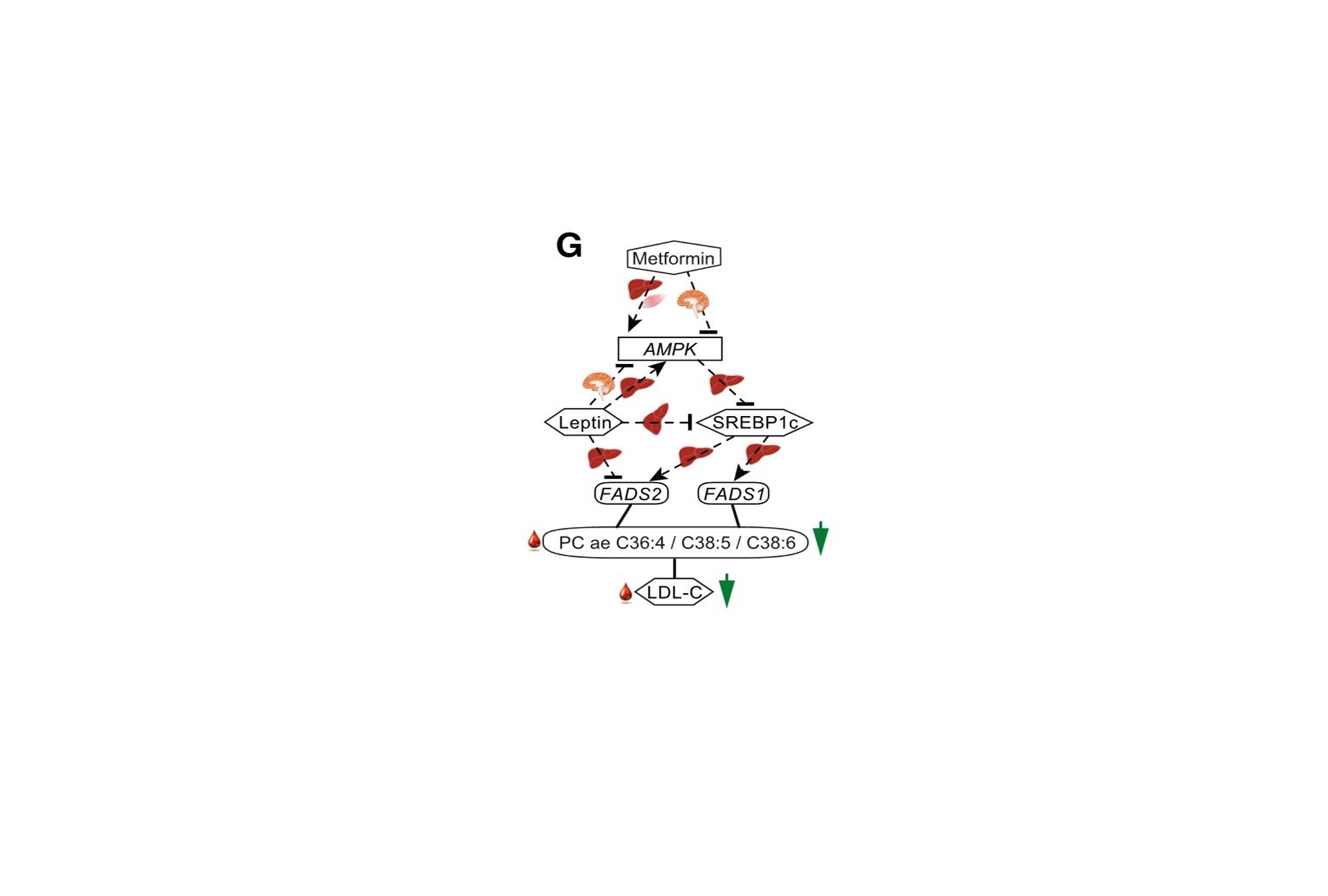 Biocuration_Diabetes_Project