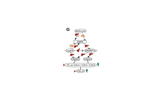 Biocuration_Diabetes_Project