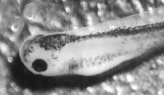 Transgenic Xenopus Laevis Tadpole