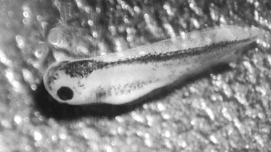 Transgenic Xenopus Laevis Tadpole