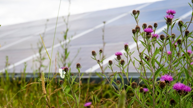 flowers in front of PV Panels