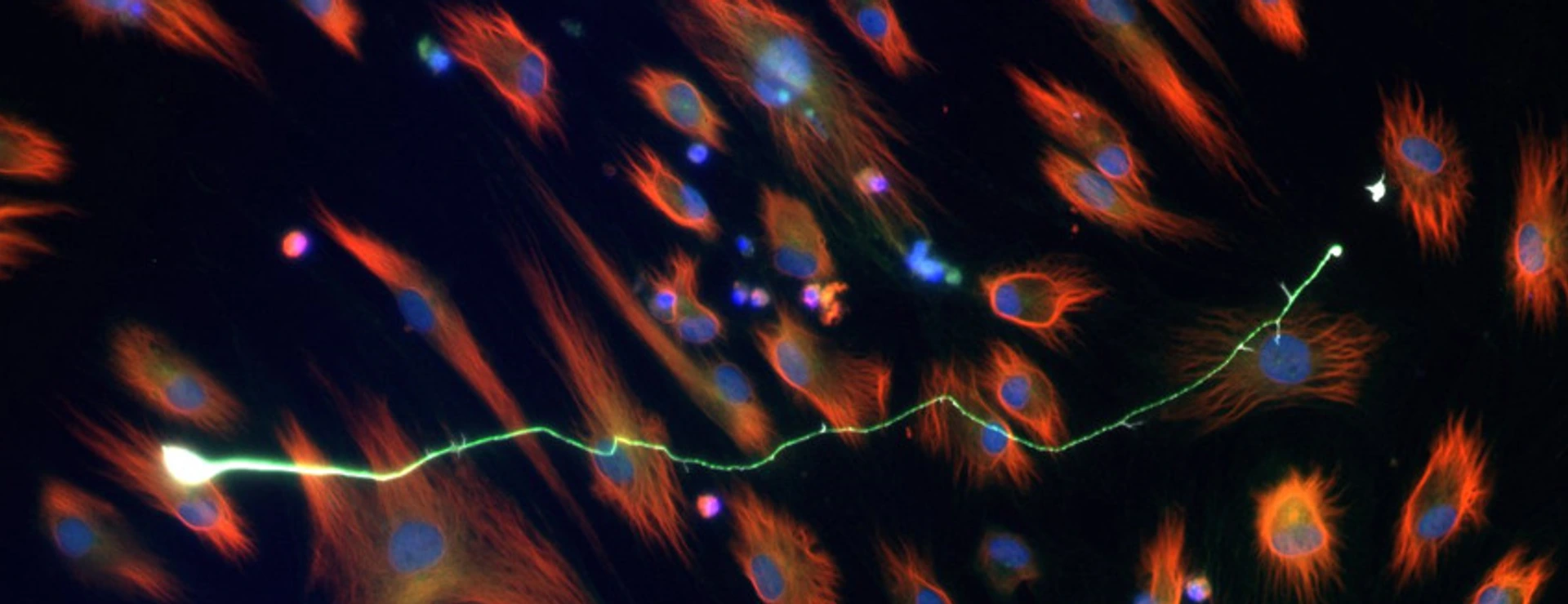 Stricker Lab Website Wissenschaftliches Bild 2