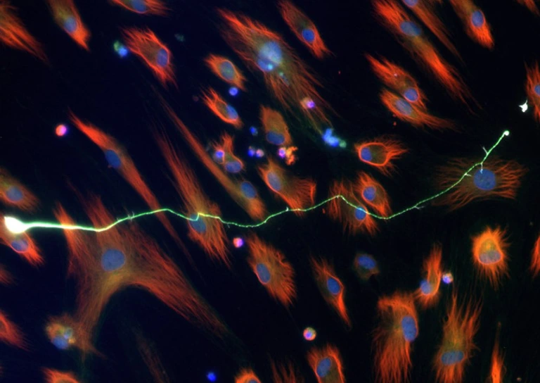 Stricker Lab Website Wissenschaftliches Bild 2