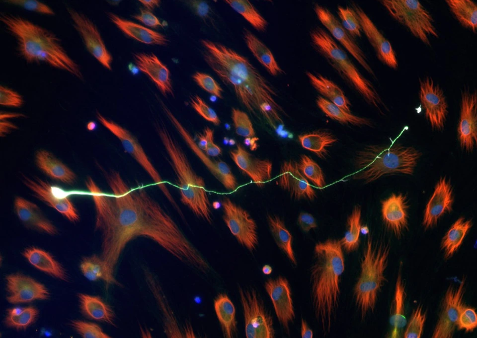 Stricker Lab Website Wissenschaftliches Bild 2