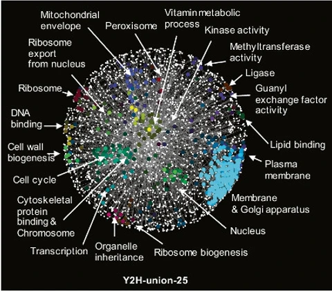 Enriched clusters of shared functional annotations in Y2H-union-25, over-time, with the addition of each dataset.
Lambourne, L., Yadav, A., Wang, Y. et al. Experimental assessment of AI-based interactome mapping. Nat Commun 17, 4894 (2026). https://doi.org/10.1038/s41467-026-70942-x