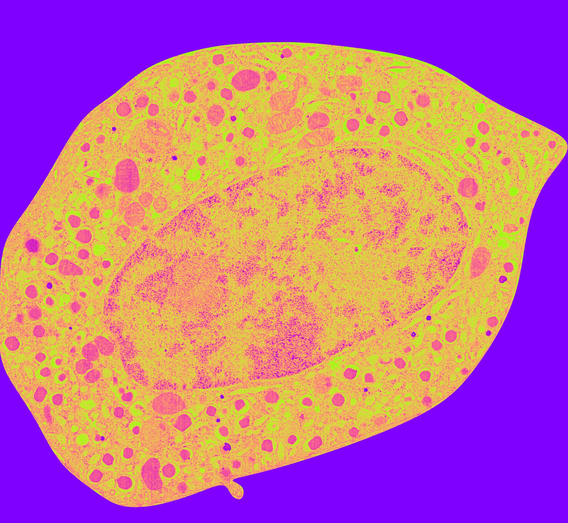 Betazelle_WarholStyle_IPI